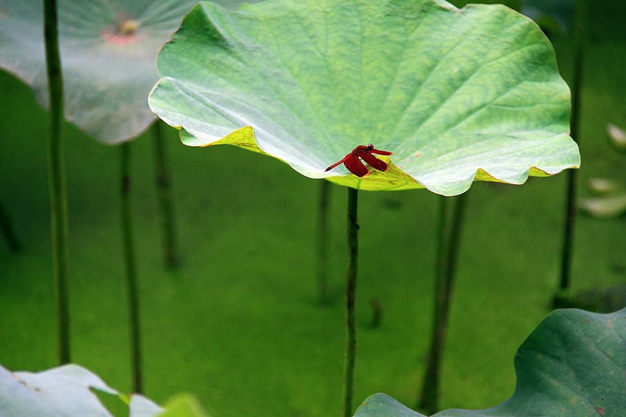 lotus leaf, red dragonfly, duckweed, green, stand, green umbrella, HD wallpaper