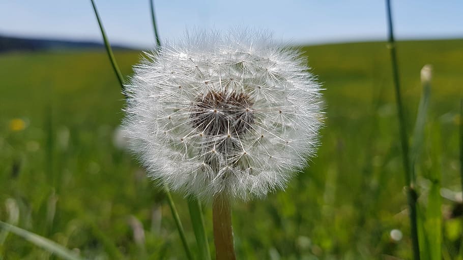 dandelion, meadow, plant, flower, flowering plant, fragility HD wallpaper