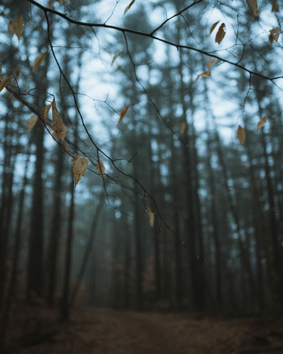 selective focus photography of tree branch, shallow depth of field photo of twig HD wallpaper