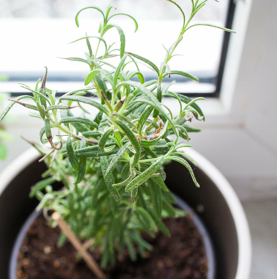 kitchen, herbs, mediterranean, cook, spice, rosemary, eat, edible HD wallpaper