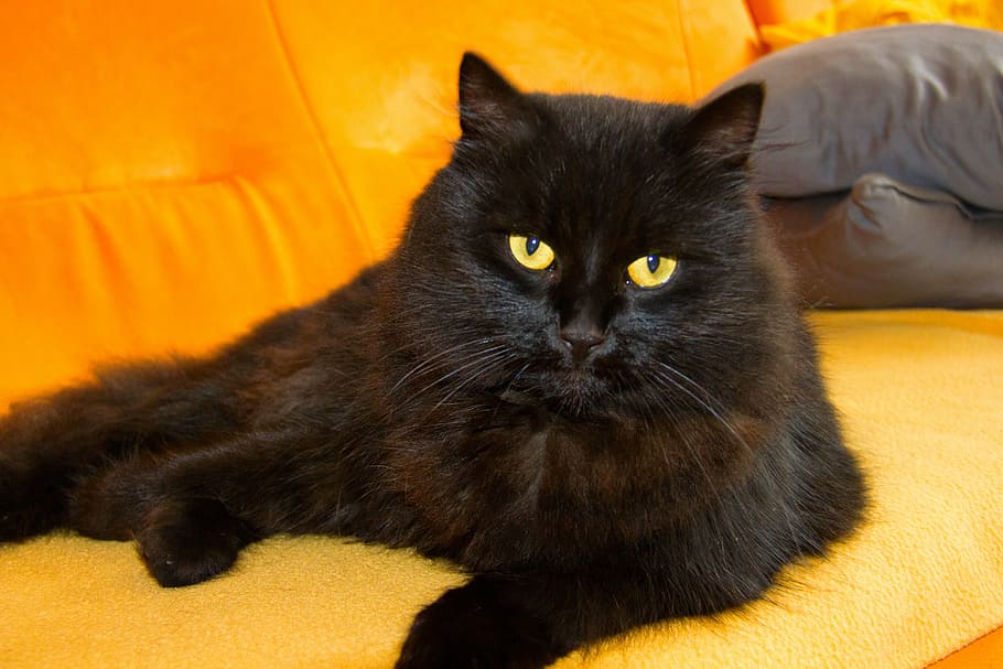 black cat on sofa, tomcat, view, animal, pet, rest, eyes, yellow HD wallpaper