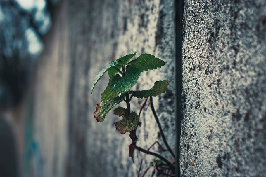 green leafed plant sticking out on wall, selective, photo, gray, HD wallpaper