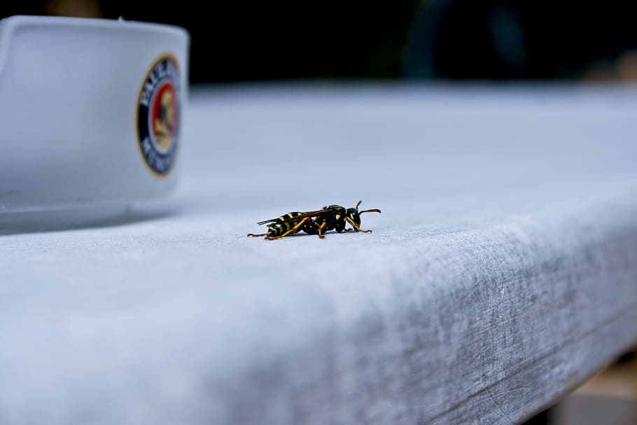 bee, marco, monkey, white, insect, wild life, wäspe, animal HD wallpaper