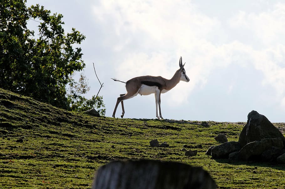 springbok, hill, grass, rock, clouds, sky, nature, mountain HD wallpaper