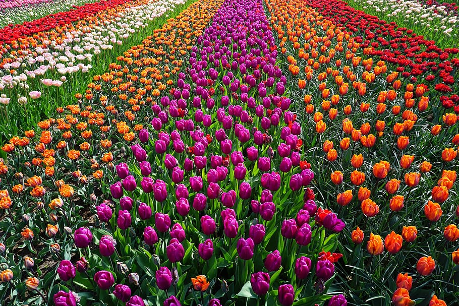 Field of tulip flowers, nature, landscape, natural, tulips, plant, HD wallpaper