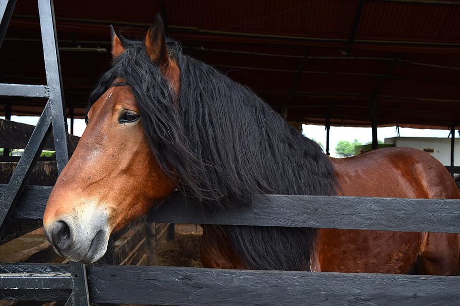 Horse, Nature, Percheron, Color, Fauna, crin, hair, colombia, HD wallpaper