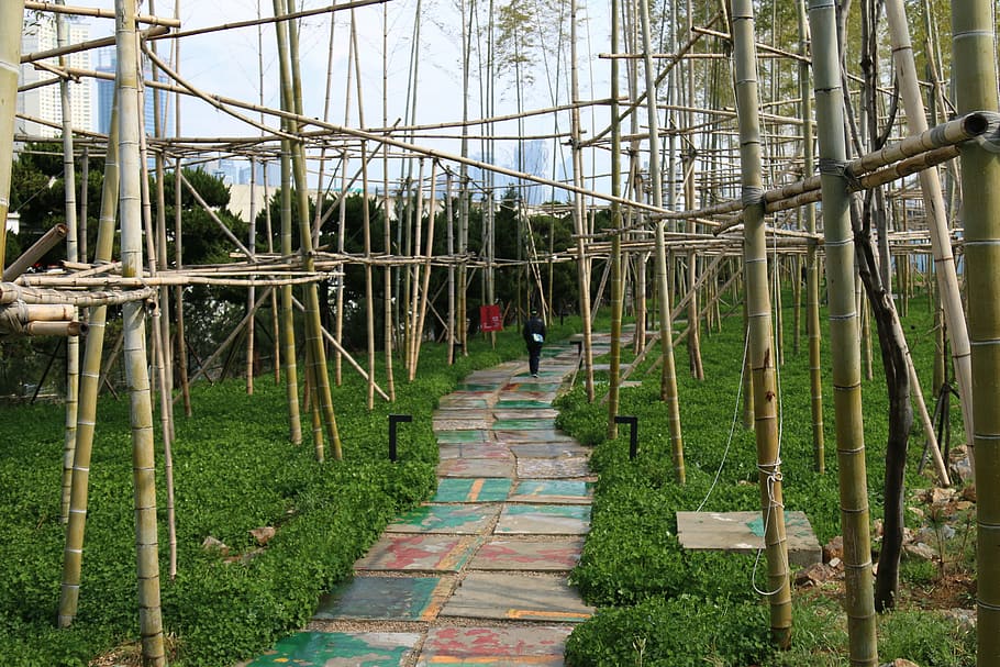 bamboo, forest, ecology, gil, walk, nature, plant, direction HD wallpaper