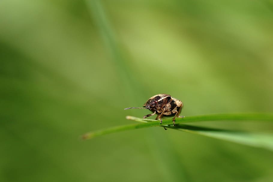 macro, green, insect, nature, herbs, animal themes, animal wildlife HD wallpaper