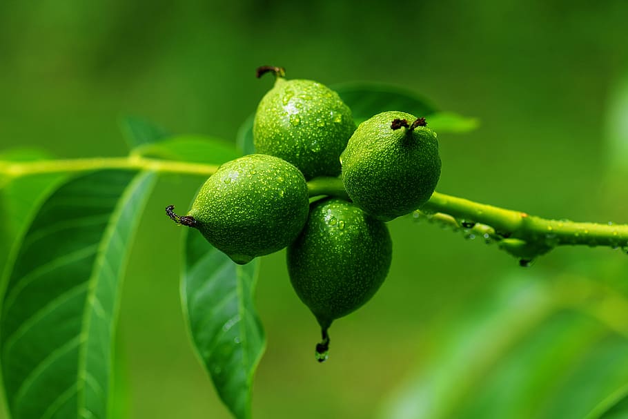 closeup of green berried, walnut, leaves, nuts, fruit bowl HD wallpaper