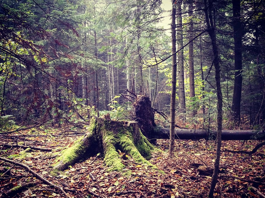 stump, moss, trees, forest, autumn, leaves, tree trunks, land HD wallpaper