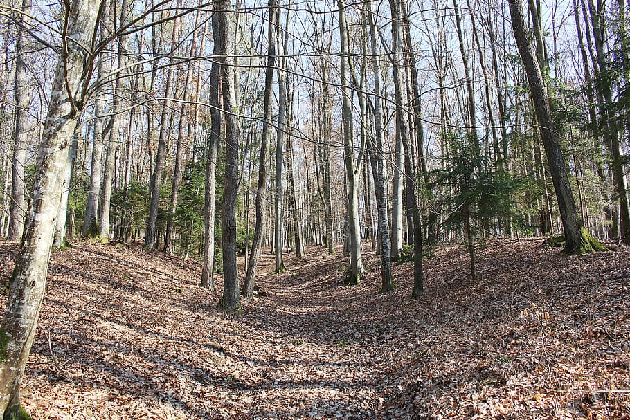 Forest, Trees, Autumn, Landscape, autumn forest, nature, tree trunk HD wallpaper