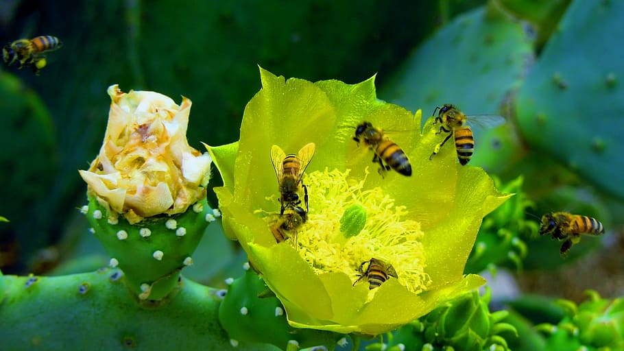 honey, bee, bees, nature, cactus, desert, dessert, spring, summer HD wallpaper
