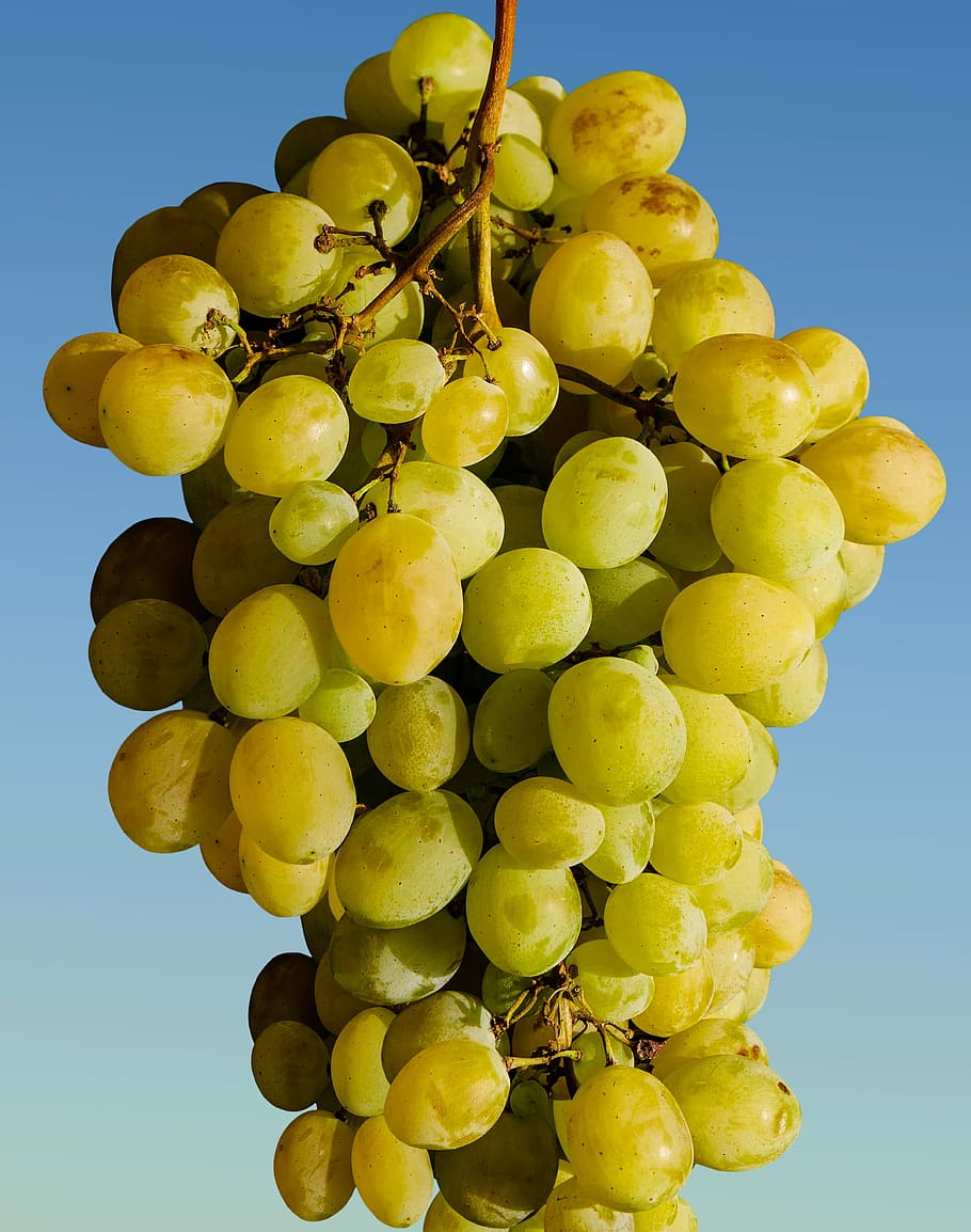 grapes, fruit, winegrowing, green, green grapes, eat, vineyard HD wallpaper