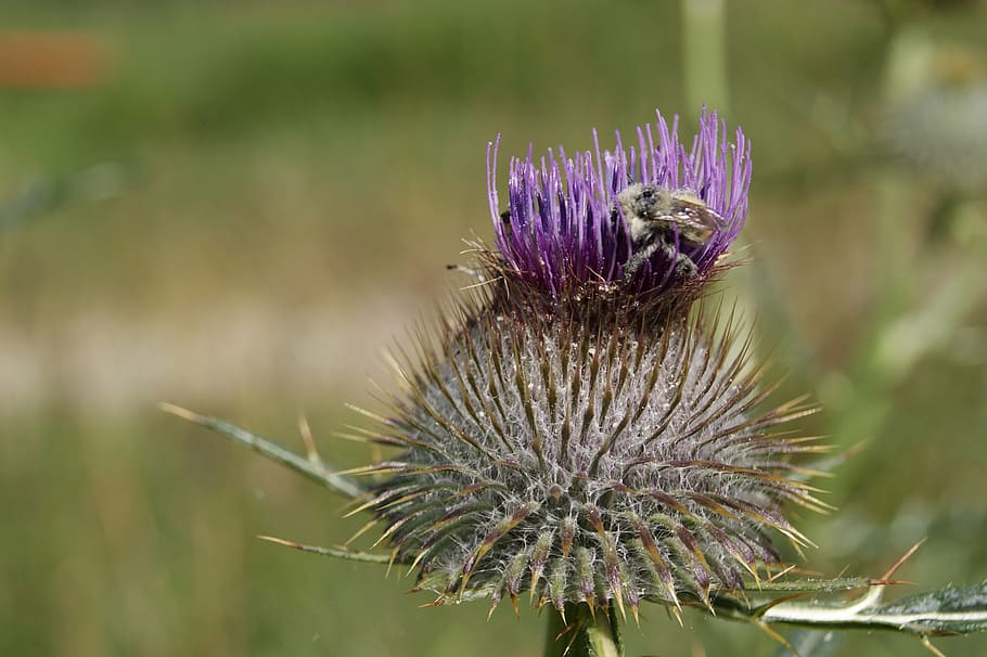 insect, flower, thistle, pollination, insects, flowers, prato HD wallpaper