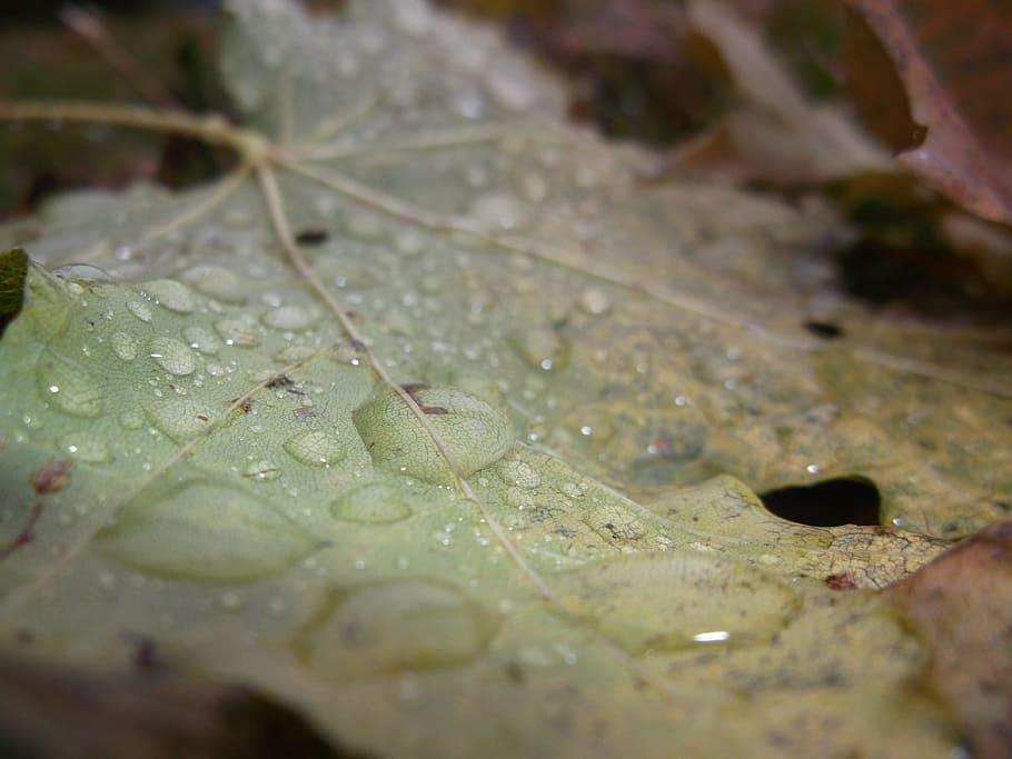 Sheet, Drops, Nature, Autumnal, colors, macro, autumn leaves HD wallpaper