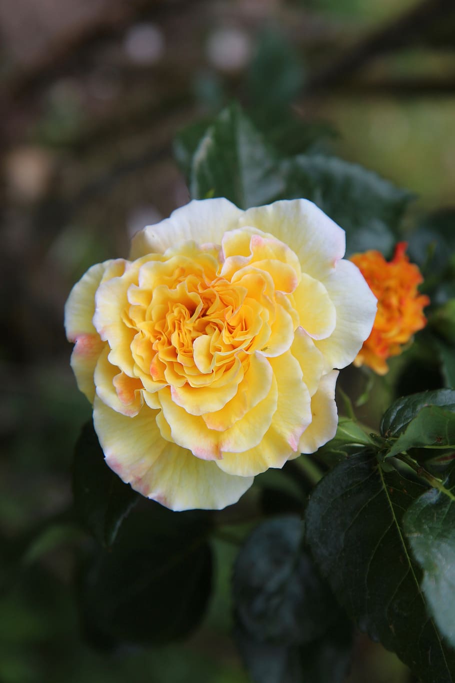 pink, rosebush, yellow rose, yellow flower, flowering plant