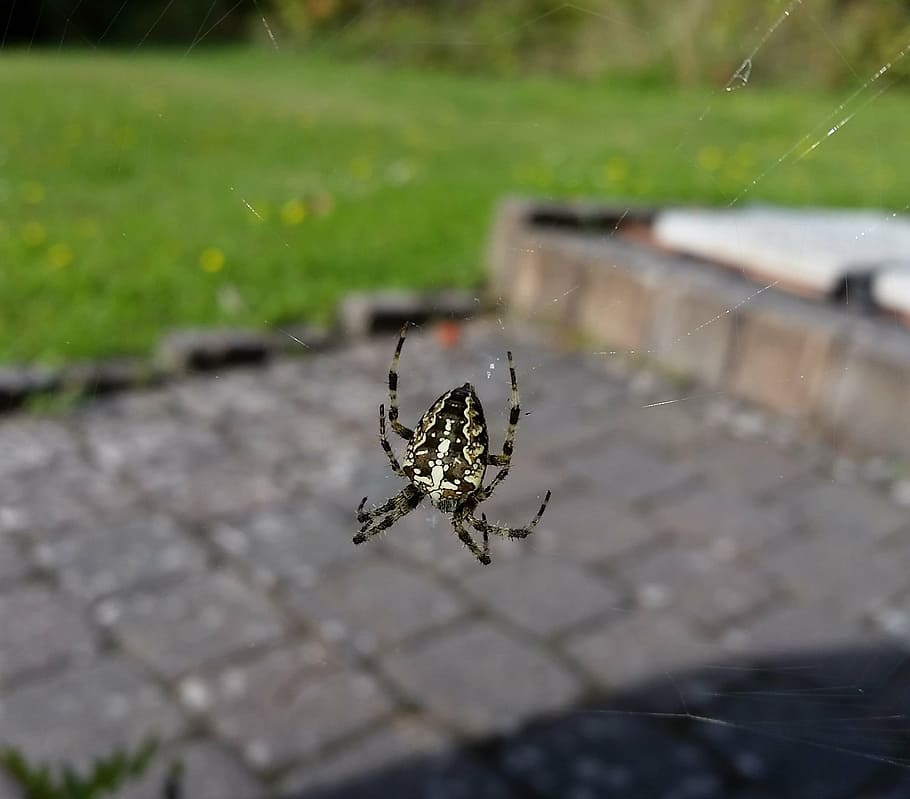 spider, close, network, cobweb, yellow, insect, arachnid, animal HD wallpaper