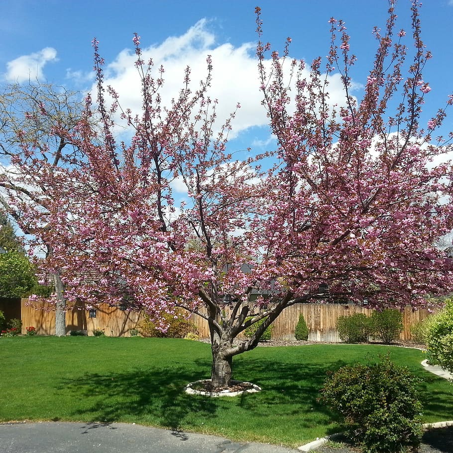 Cherry, Blossoms, Tree, Pink, Blooms, spring, blue, yard, flower HD wallpaper