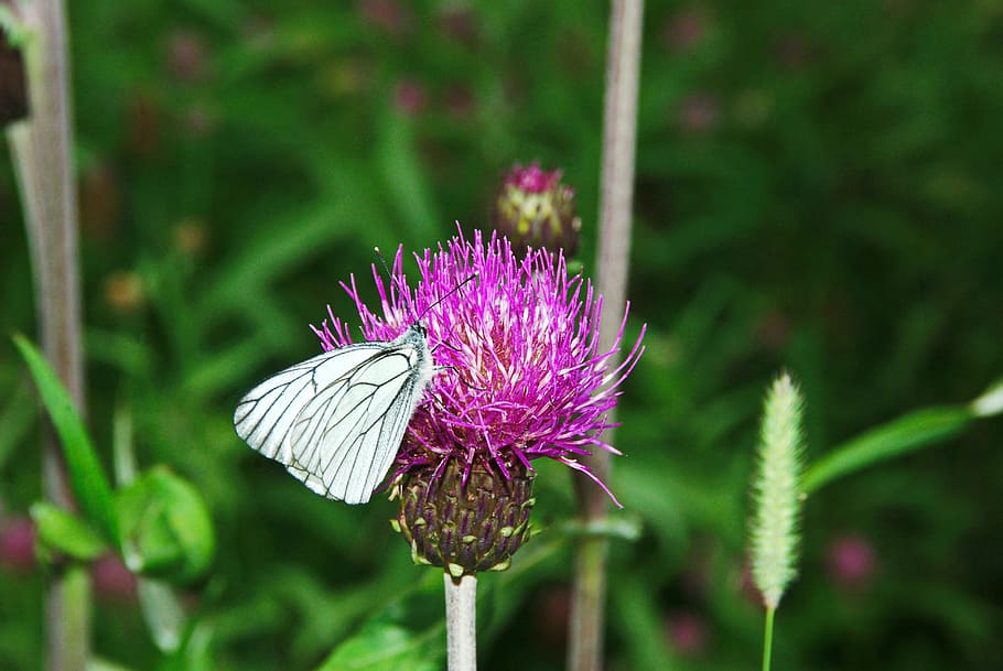 Butterfly, Thistle, Moth, Insect, flower, purple, nature, growth HD wallpaper