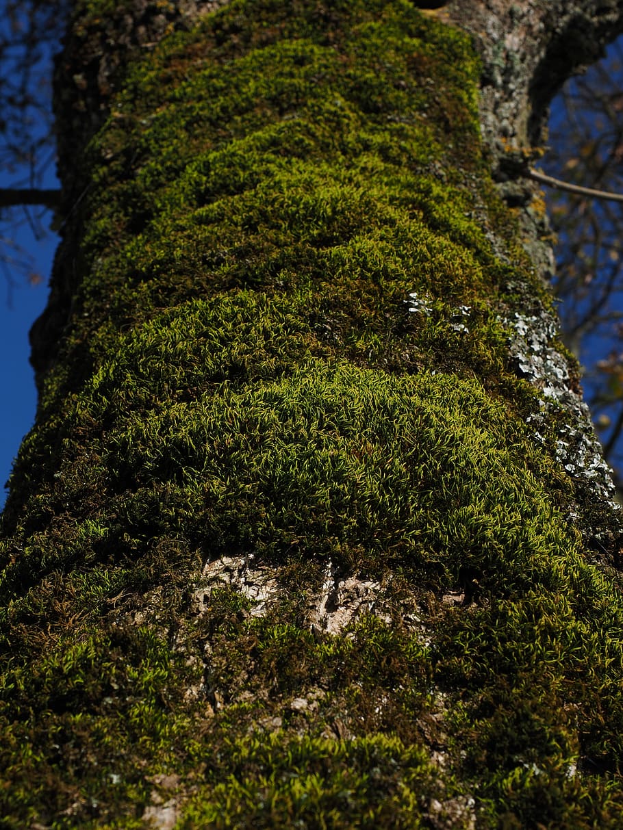 Moss, Tree, Fouling, Log, Bark, green color, nature, outdoors HD wallpaper