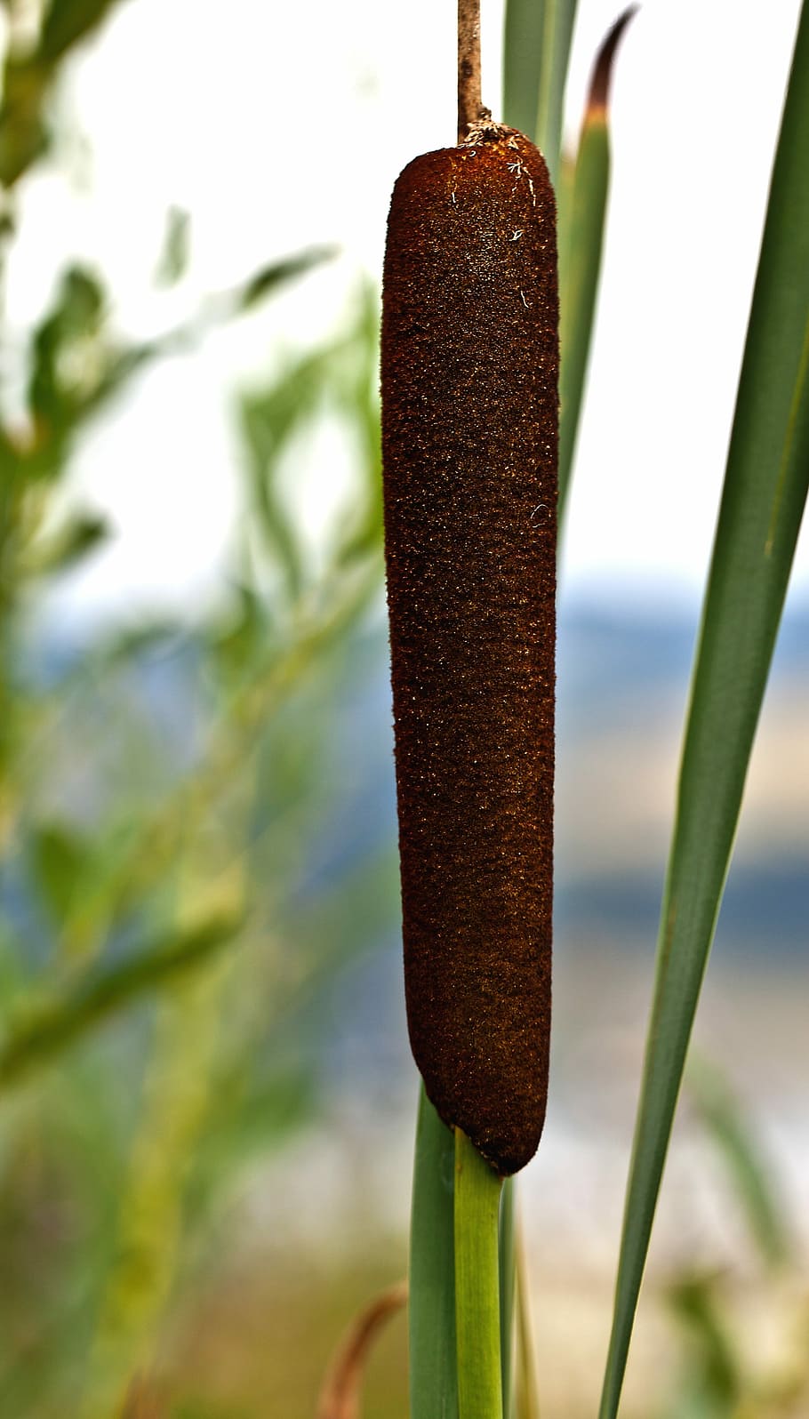 Truncheon Water, truncheons szerokolistna, wild vegetation, wetland, HD wallpaper