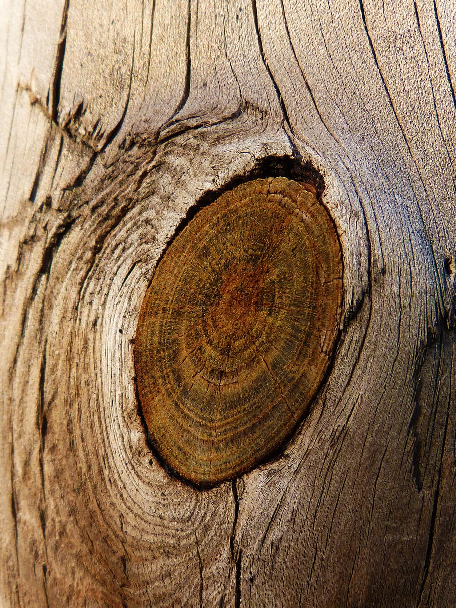 wood, knot, trunk, texture, pine, browns, tree bark, wood - material HD wallpaper