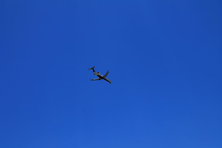 plane, sky, blue, clear, flying, animal, animal themes, animal wildlife HD wallpaper