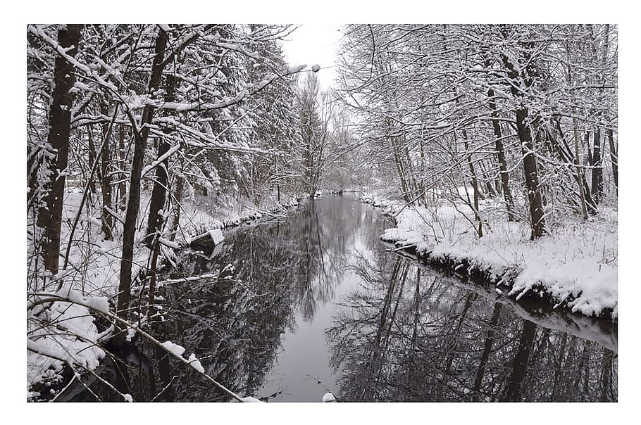 wintry, trees, river, cold, snow, winter, cold temperature HD wallpaper