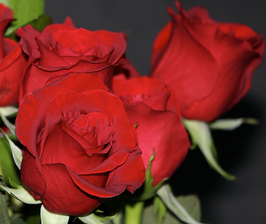 red roses, rosebud, flowers, fragrant, perfume, pretty, flowering plant, HD wallpaper