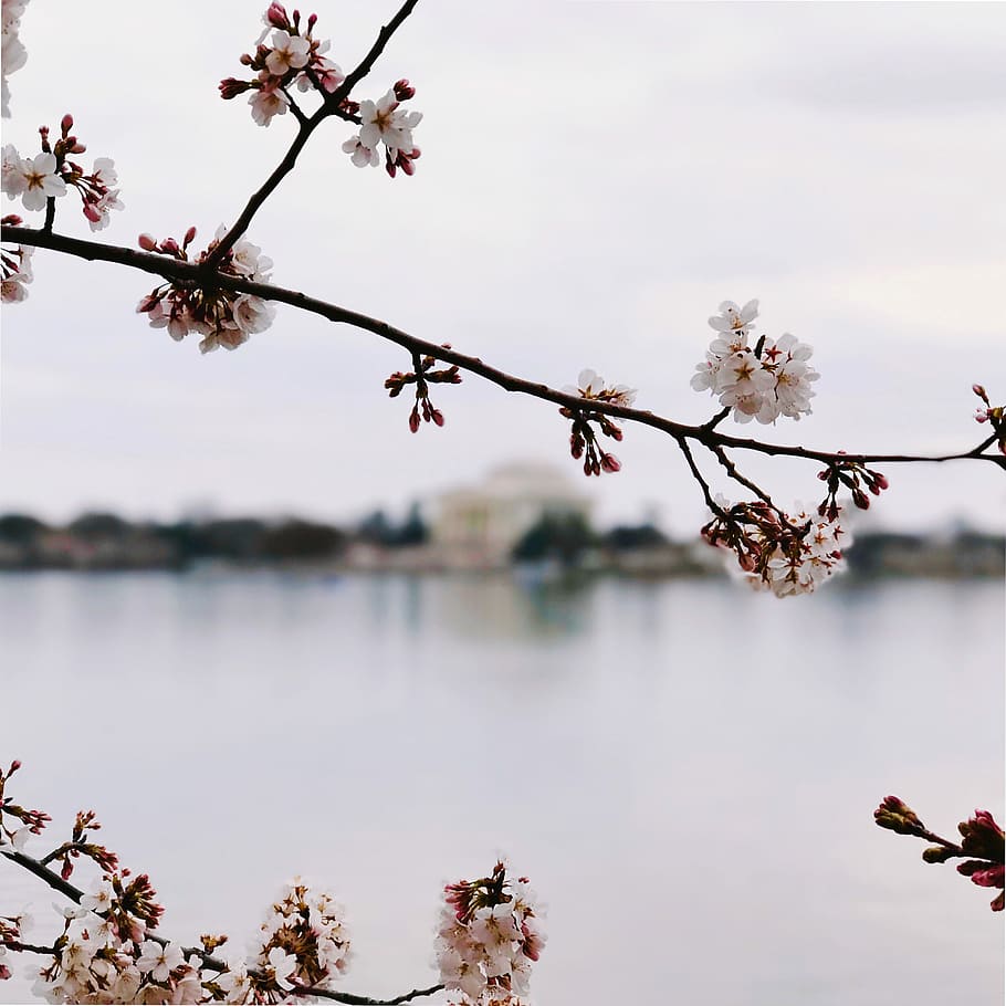 tilt-shift photography of sakura tree, white cherry blossom flowers HD wallpaper