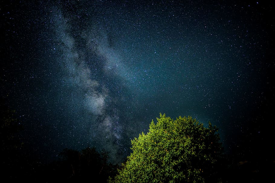 green leafed tree during nighttime, green tree under night time HD wallpaper
