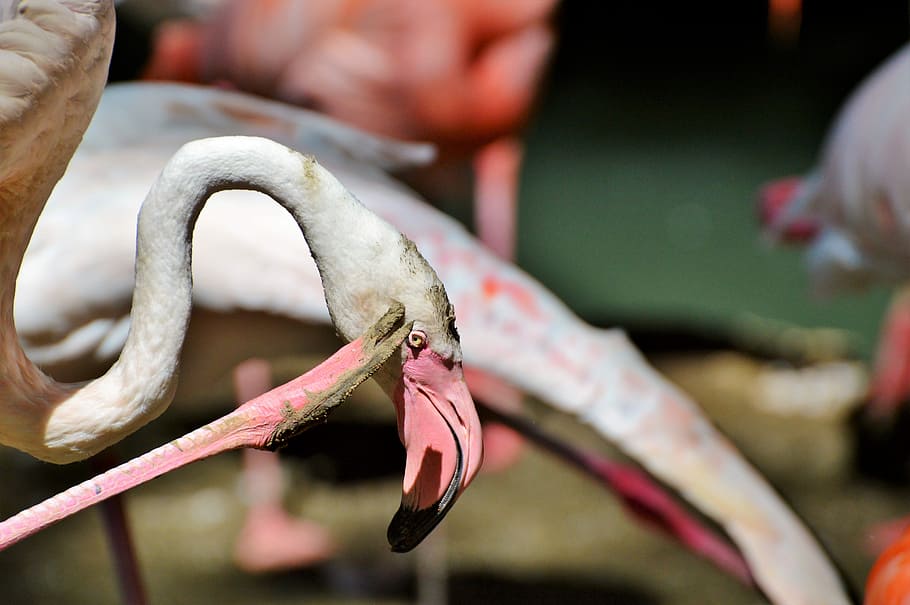 Flamingo, Bird, Pink, Plumage, bill, feather, birds, animal HD wallpaper