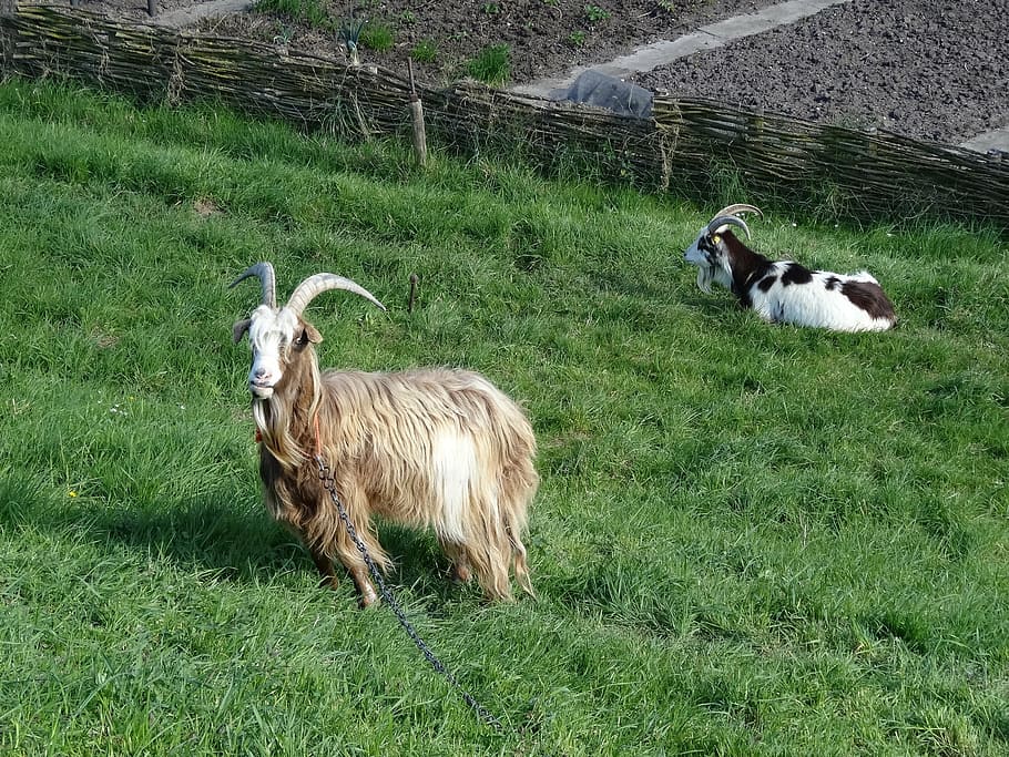 goat, goats, meadow, browser, geitekop, animals, mammal, mischievous goat HD wallpaper