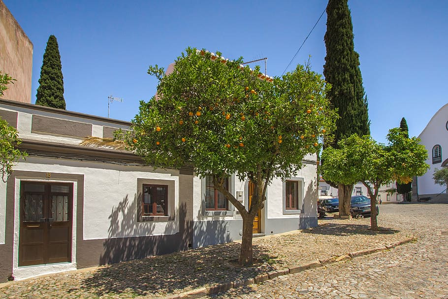 tree, orange tree, fruit, portugal, plant, built structure HD wallpaper