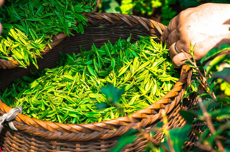 green grass in wicker basket, tea, leaf, china, tea leaves, herbal