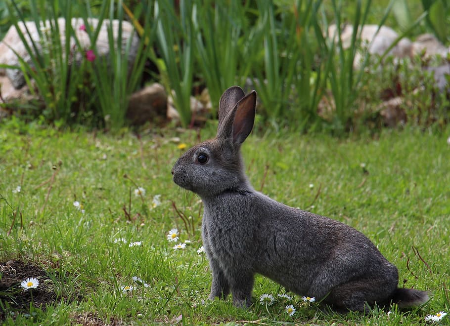 gray rodent on green grass during daytime, hare, animals, gray hare HD wallpaper