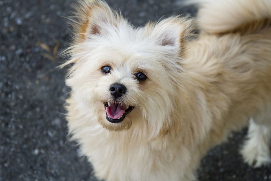 closeup photo of long-coated white and fawn dog standing on floor HD wallpaper