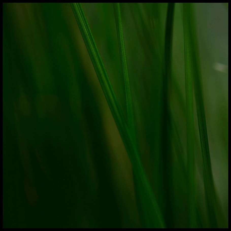 grass, stone, grasses, reed, plant, green, nature, green color HD wallpaper