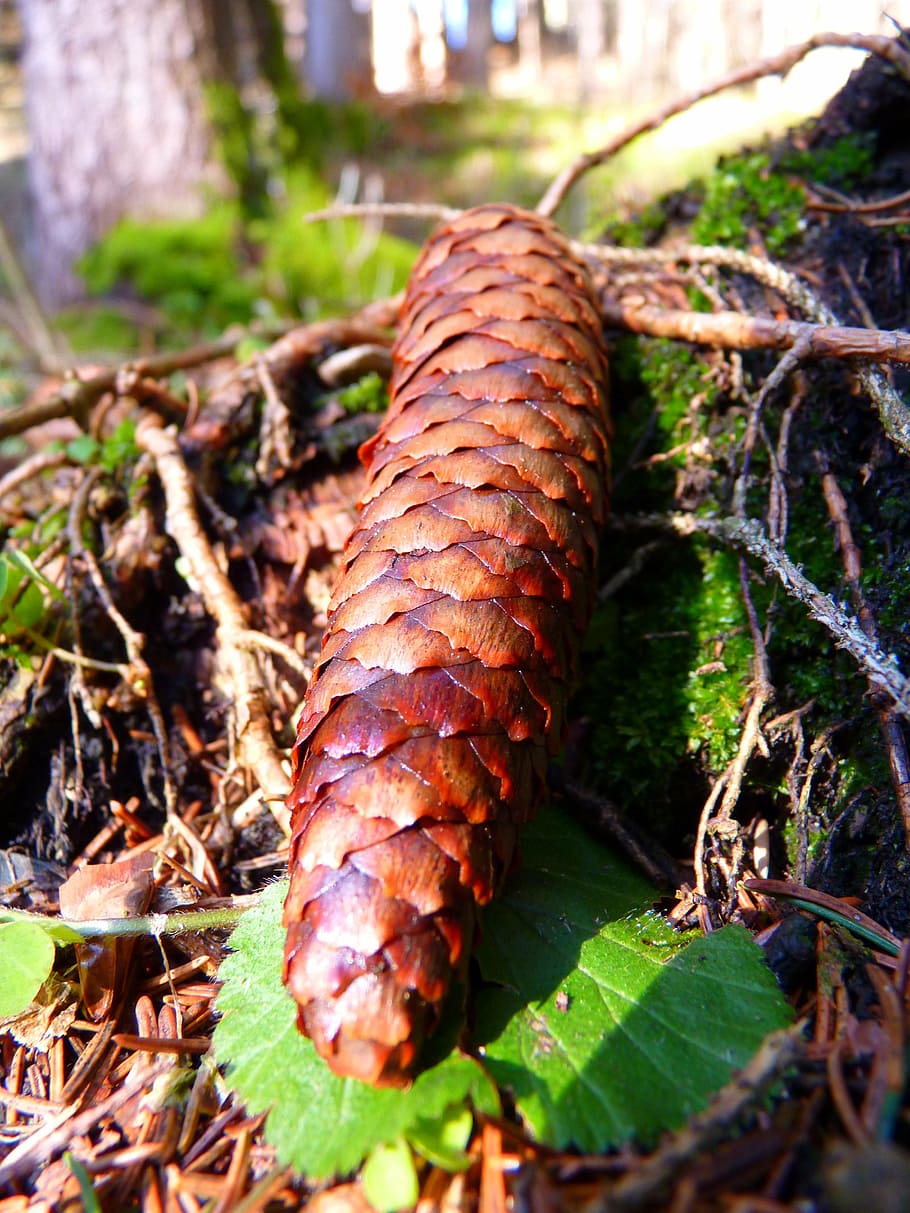 pine cones, brown spruce, forest, close-up, nature, day, no people HD wallpaper