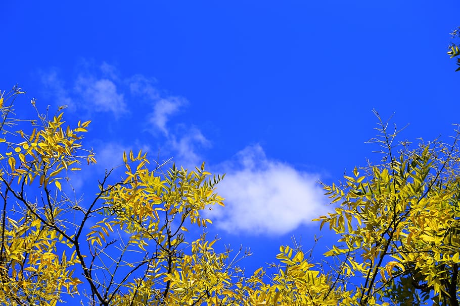 branch, yellow, tree, sky, clouds, blue, plant, beauty in nature HD wallpaper