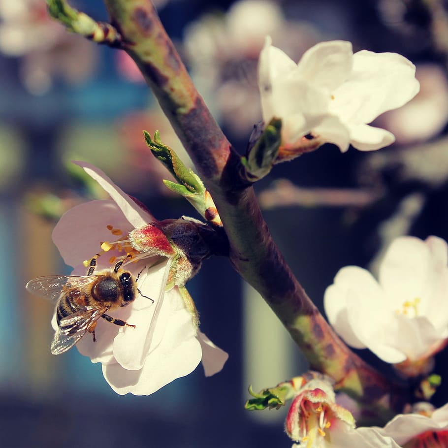 spring, bloom, branch, garden, flowers, nature, pink, romantic HD wallpaper