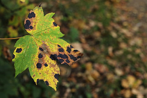 leaf, maple, disease, pest, tar stains, maple wrinkle scab HD wallpaper