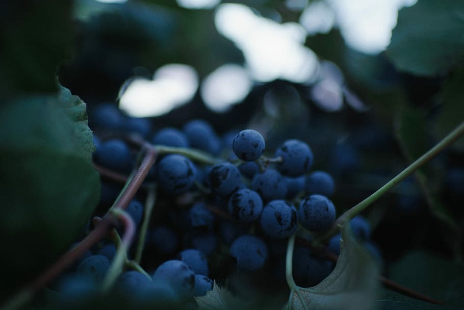 close-up photography of purple grape fruits, tilt shift lens photography of blueberry HD wallpaper