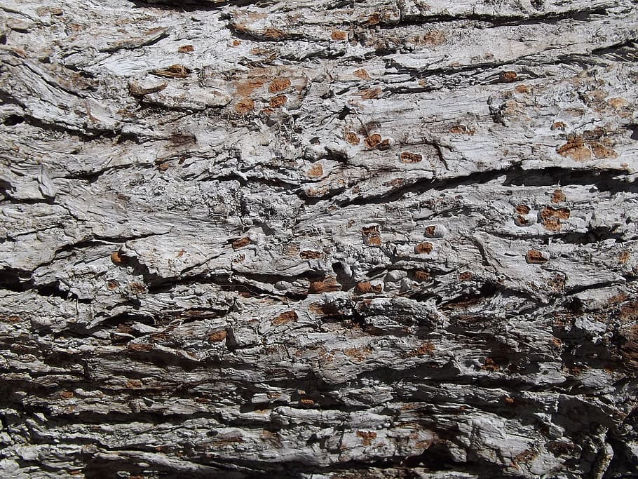 tree bark, tree bark texture, tree trunk, full frame, backgrounds HD wallpaper