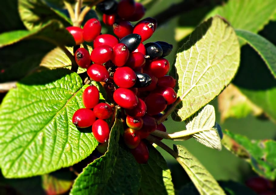 berries, red, black, foliage, summer, dark, plant, food and drink HD wallpaper