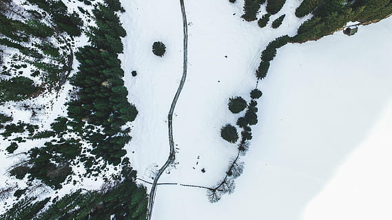 white snow trail, top, view, plants, trees, pine, top view HD wallpaper