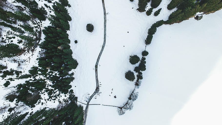 white snow trail, top, view, plants, trees, pine, top view HD wallpaper