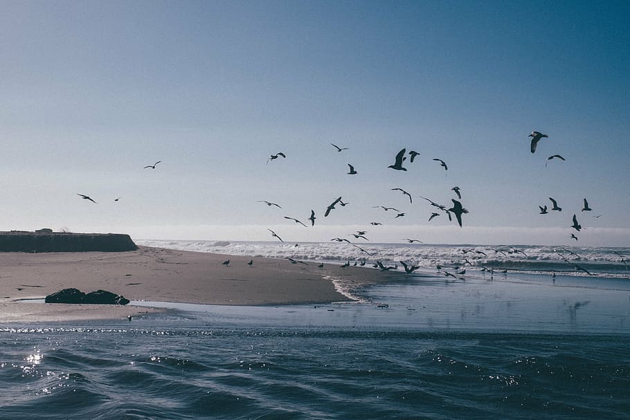 flying birds above ocean water during daytime, sea, waves, nature