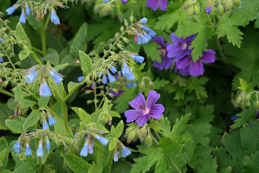 cranesbill, blossom, bloom, rough comfrey, flower, blue, symphytum asperum HD wallpaper