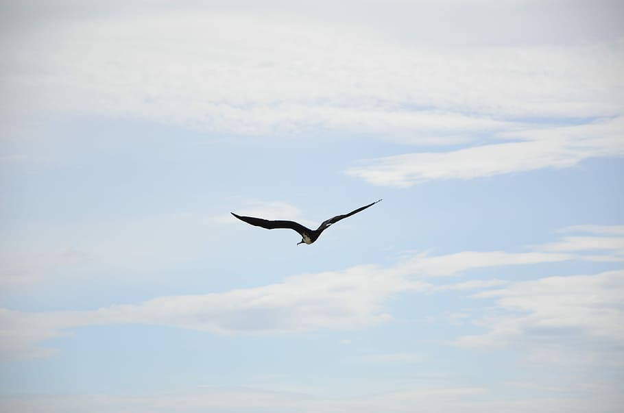 Bird, Seagull, Fly, Flights, Nature, sky, dom, flying, one animal HD wallpaper